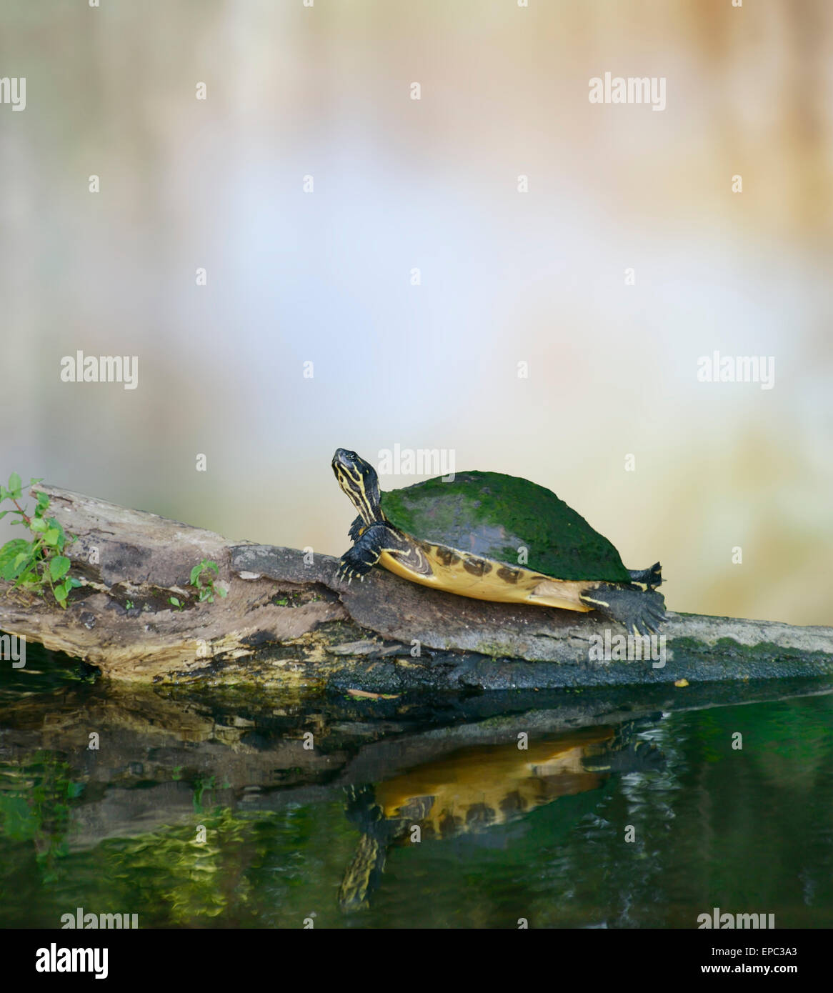 Florida Cooter Schildkröte auf einem Baumstamm Stockfoto