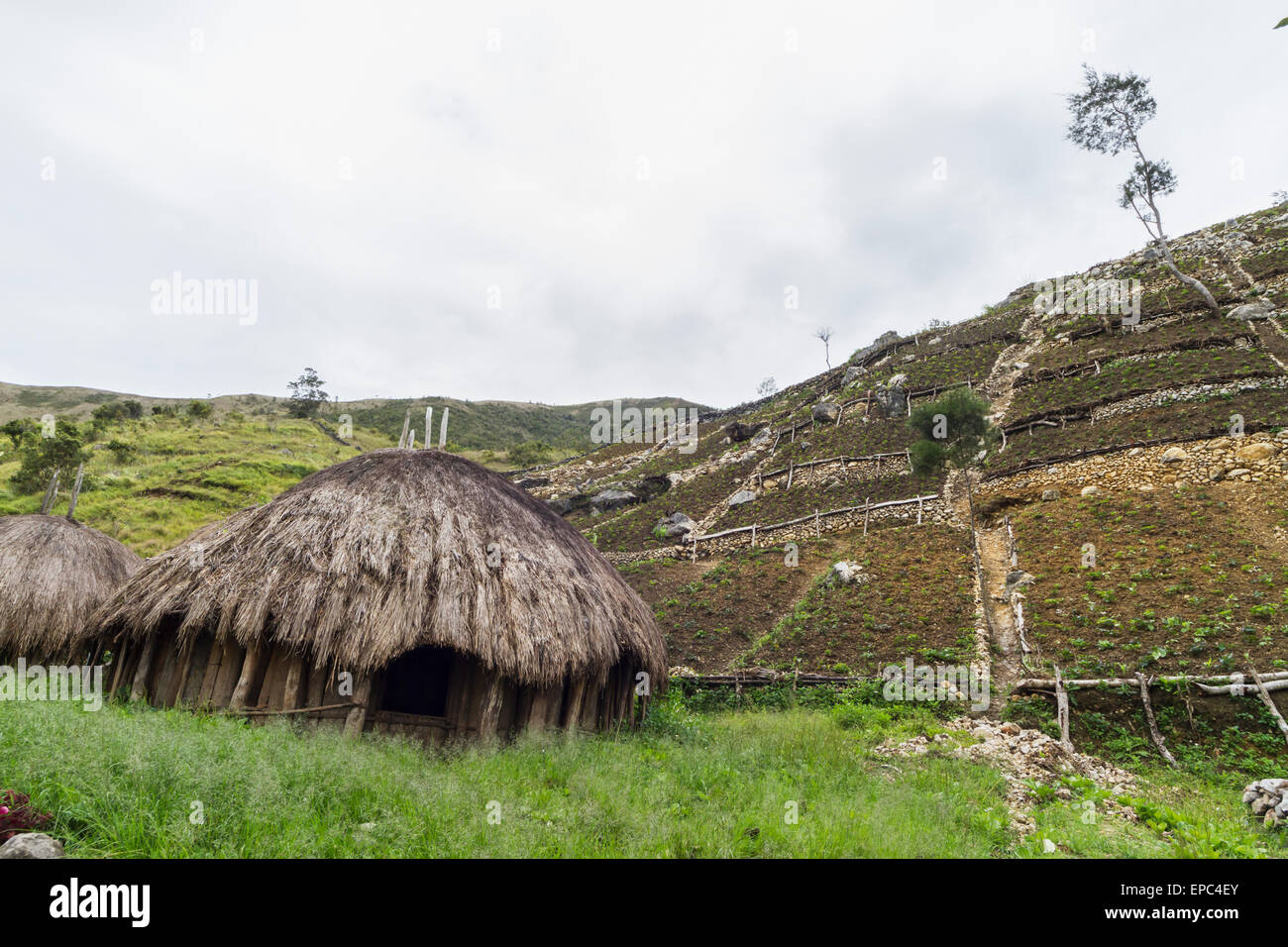 Honai (Hütte) im Baliem Tal, Hochland von West-Neuguinea, Papua, Indonesien Stockfoto