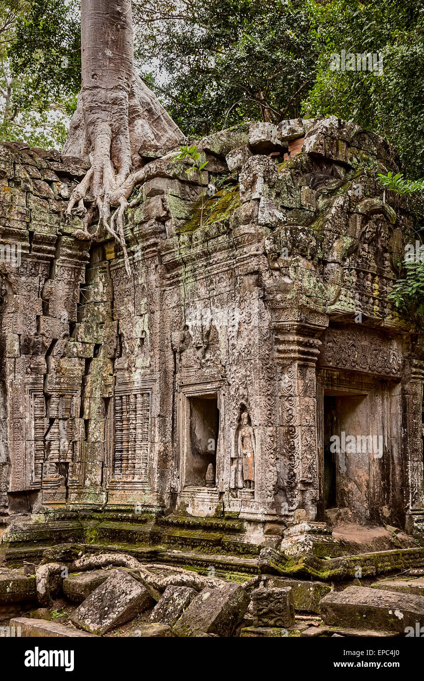 Dschungel-Tempel Ta Prohm Stockfoto