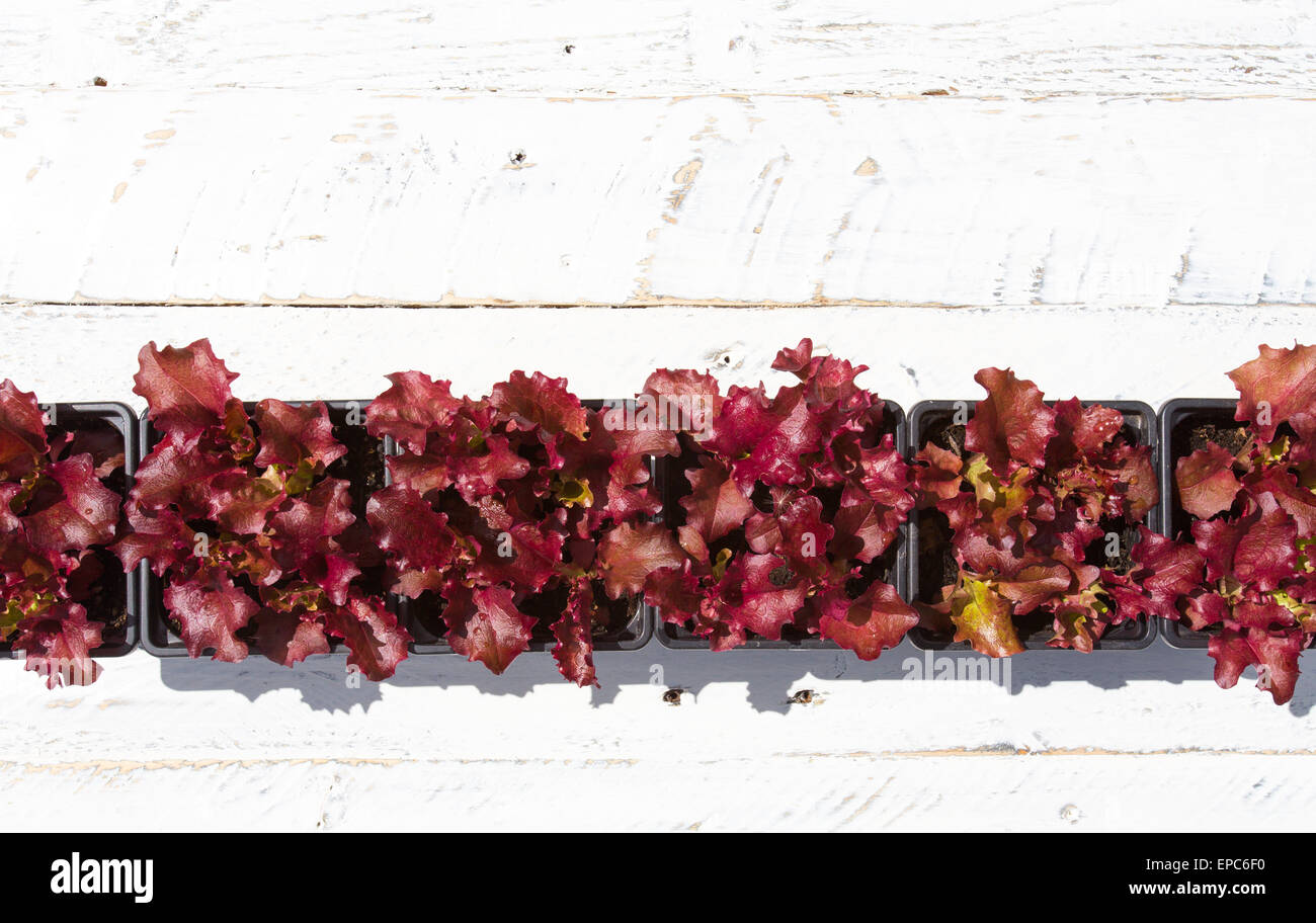 Junge rote Lollo Rosso Salat Blätter in kleine Blumentöpfe auf weißem lackiertem grobe Holz Hintergrund Stockfoto