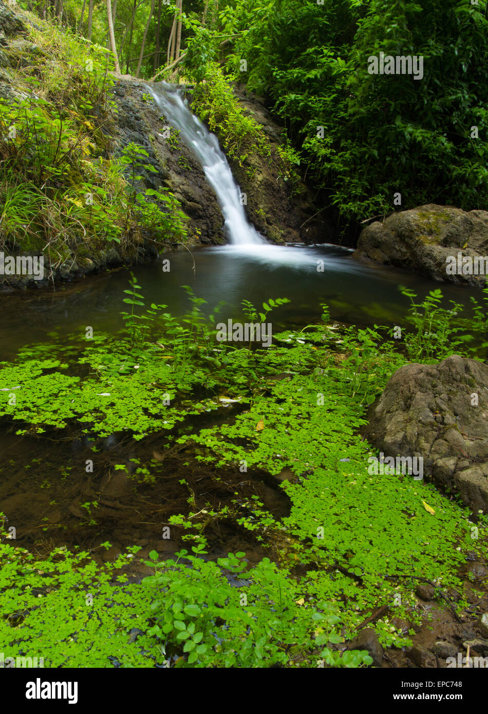 Gran Canaria, Federn Naturschutzgebiet Barranco de Azuaje zwischen Moya und Firgas, einer der ganz wenigen Wasser auf der Insel, kleine casc Stockfoto