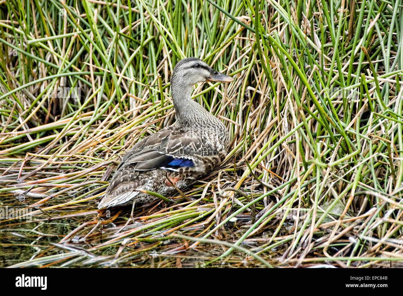 Entenmutter auf Nest Stockfoto