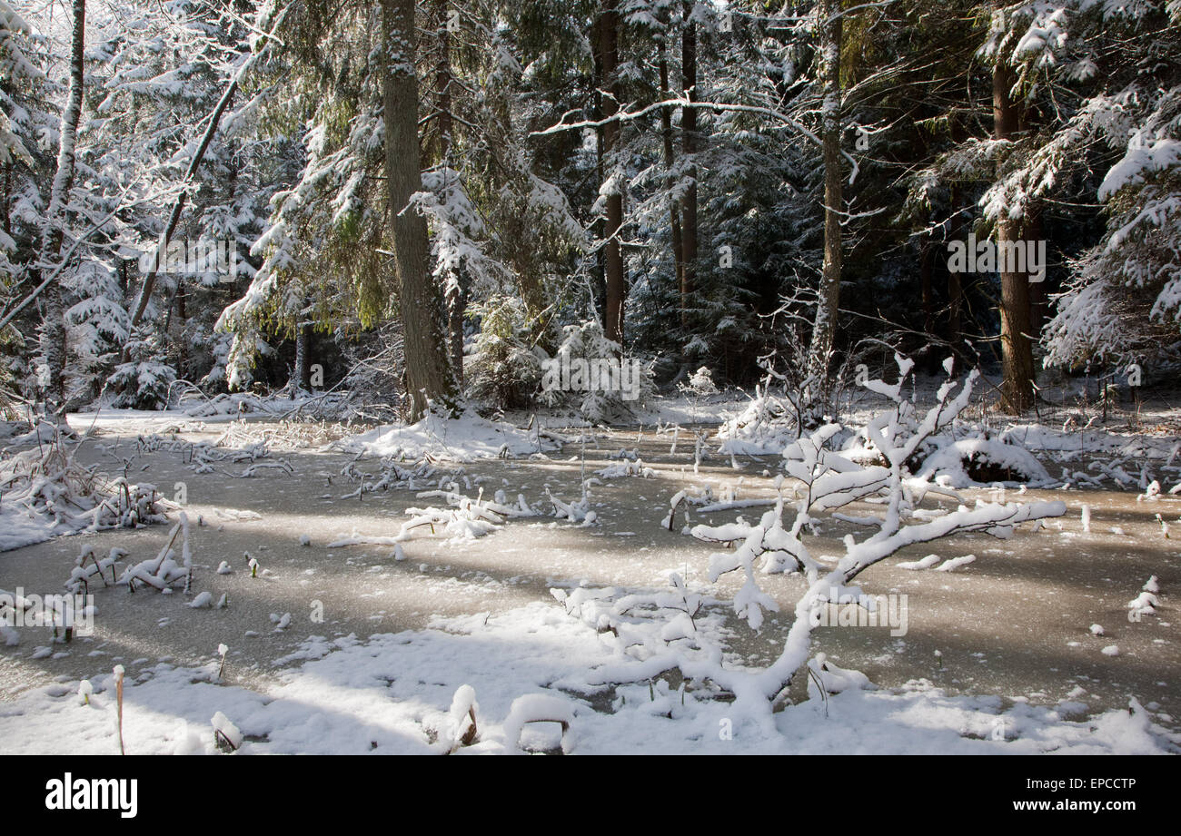 Schneefall nach Feuchtgebiet stehen morgen mit Schnee umhüllt Bäume und gefrorenes Wasser in Białowieża Wald, Polen, Europa Stockfoto