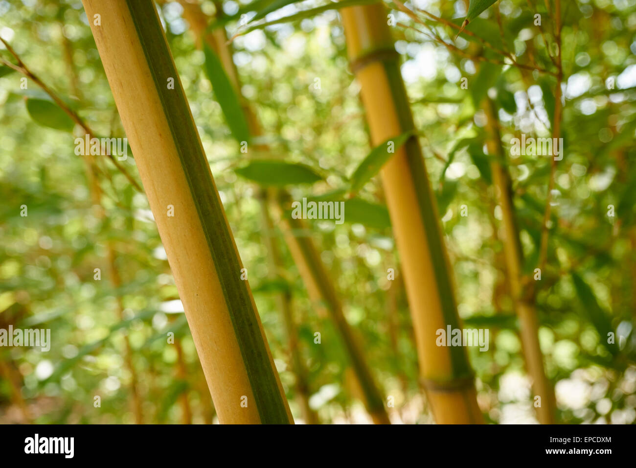 Bambus-Waldgarten, New Brunswick, NJ, USA Stockfoto