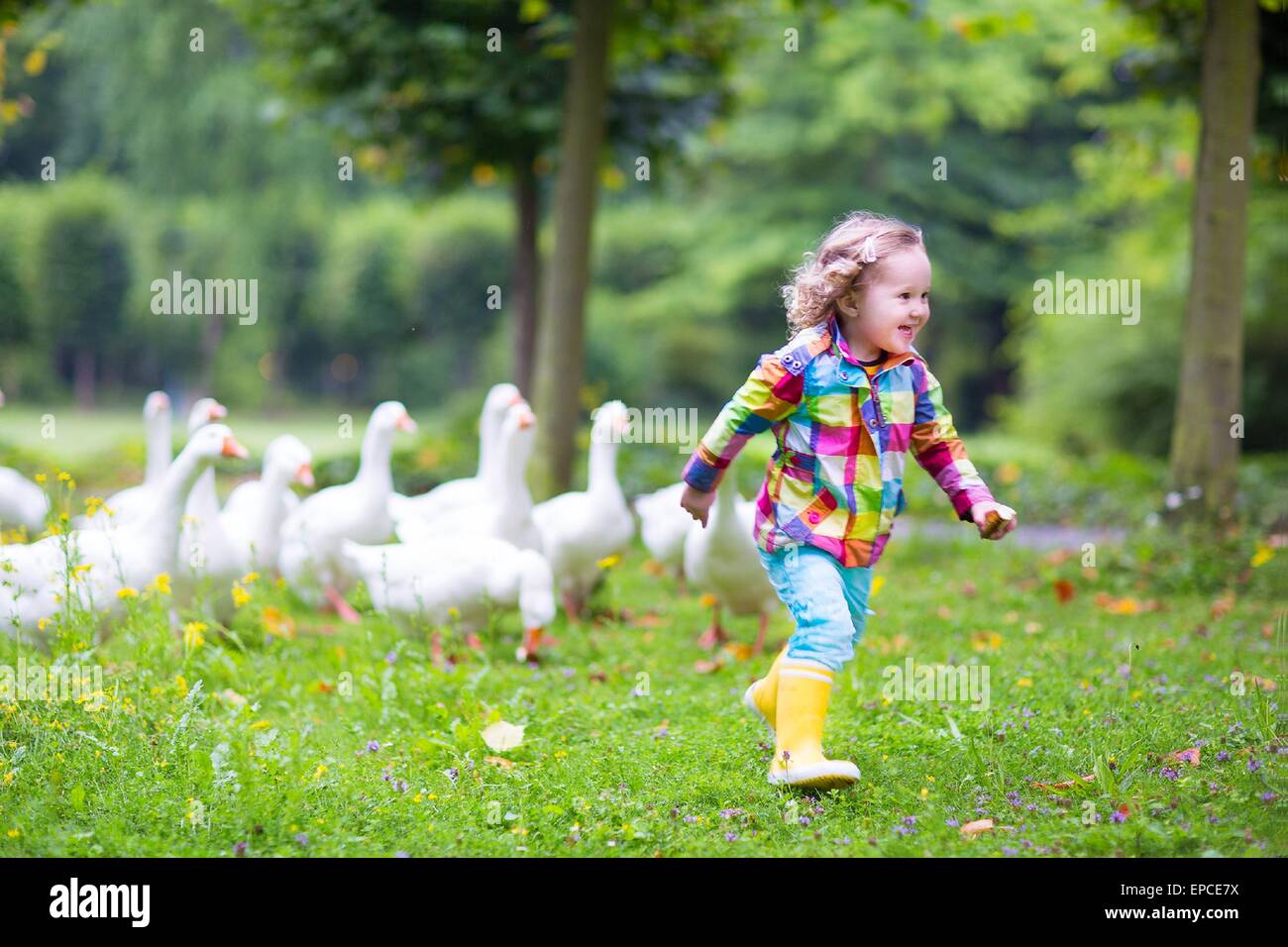 Lustige glücklich Mädchen, entzückende lockige Kleinkind tragen eine bunte Regenjacke, ausgeführt in einem Park spielen und füttern weiß gees Stockfoto