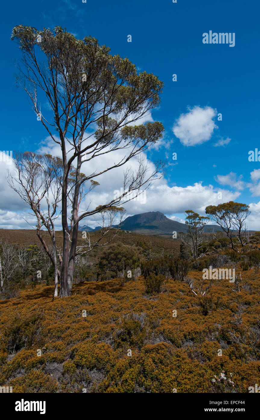 Blick auf Mt Pilion West auf dem Overland Track, Tasmanien, Australien Stockfoto