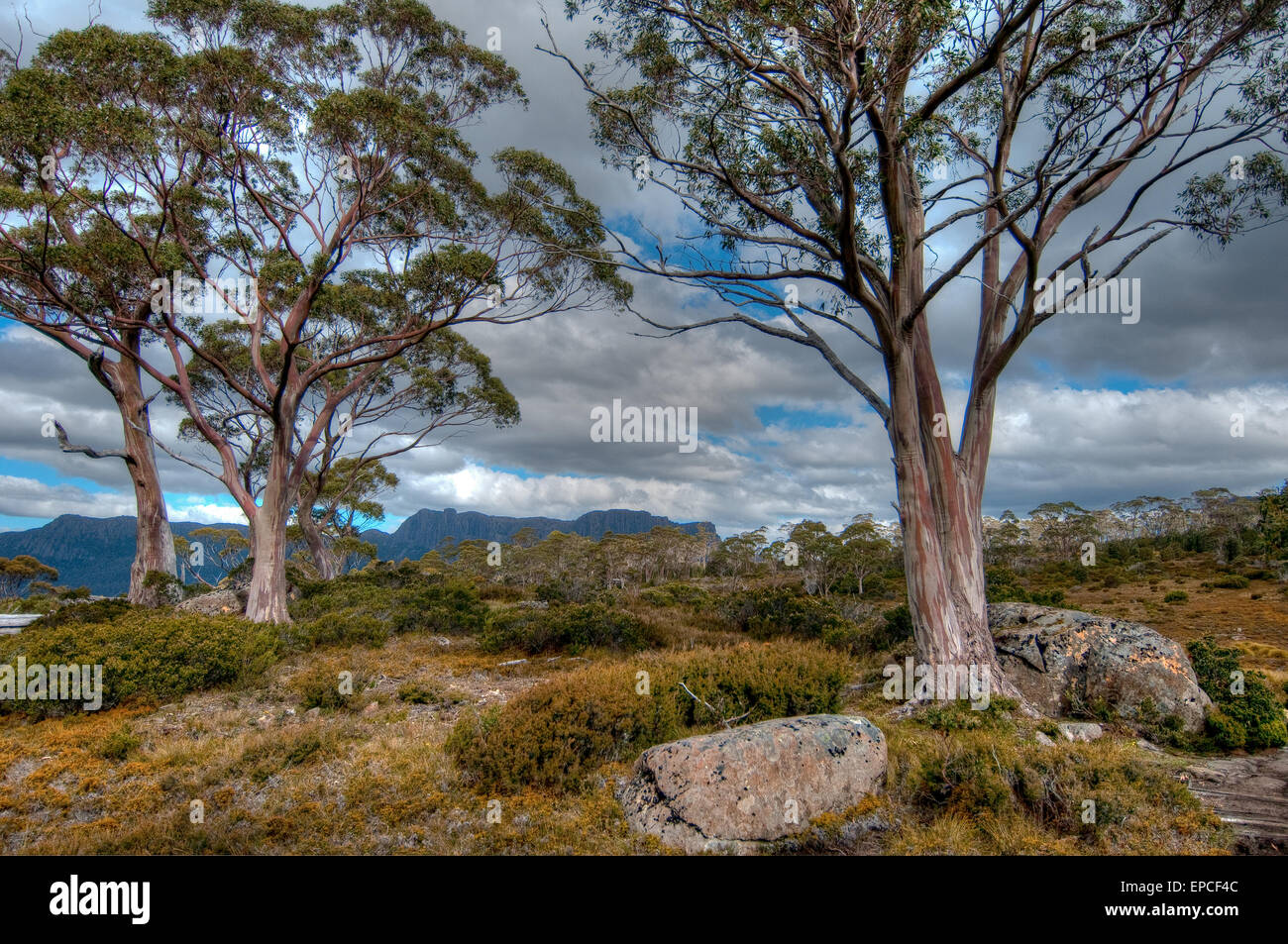 Pinestone Tal auf dem Overland Track, Tasmanien, Australien Stockfoto