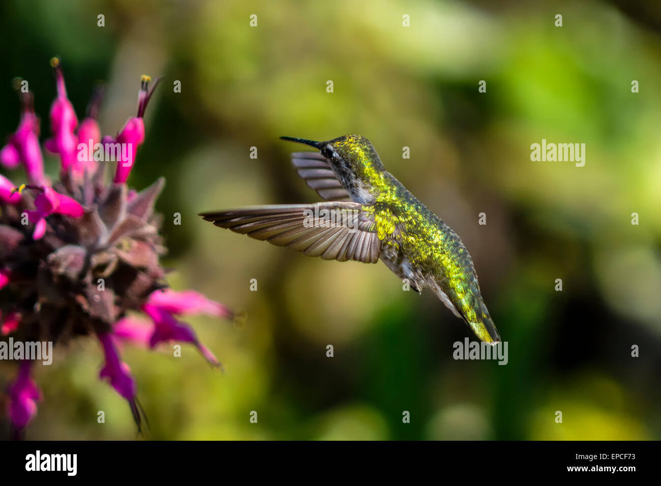 Kolibri Annas, Calypte anna Stockfoto