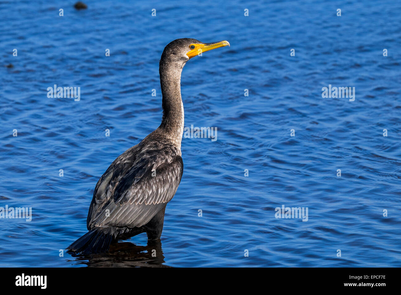 Doppel-crested Kormoran, Phalacrocorax auritus Stockfoto