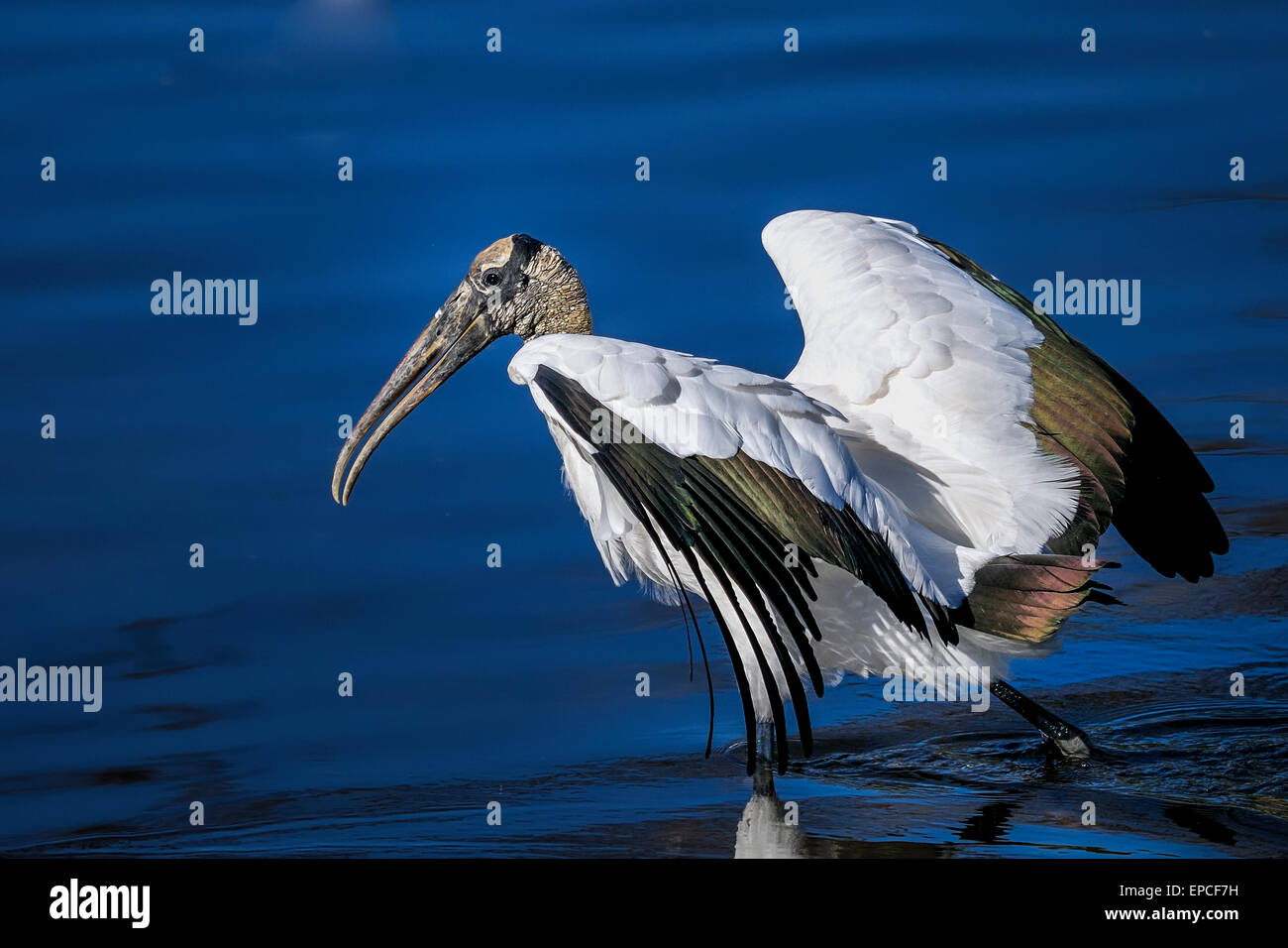 Holz-Storch, Mycteria americana Stockfoto