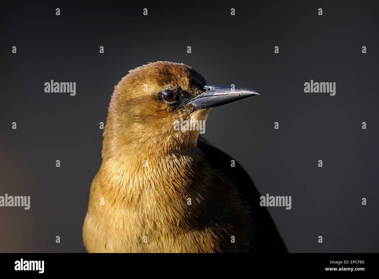 Boot-angebundene Grackle, Quiscalus großen Stockfoto