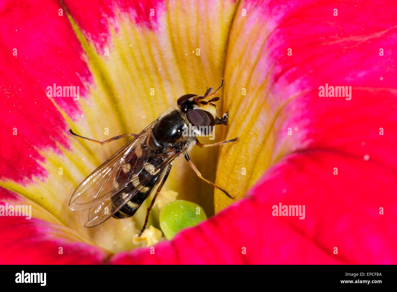 Scaeva pyrastri Stockfoto