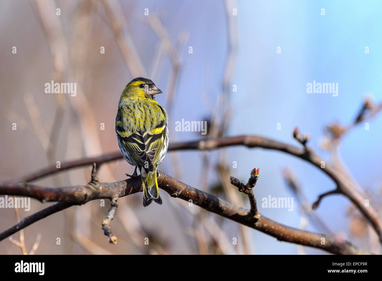 Eurasische Erlenzeisig, Zuchtjahr spinus Stockfoto