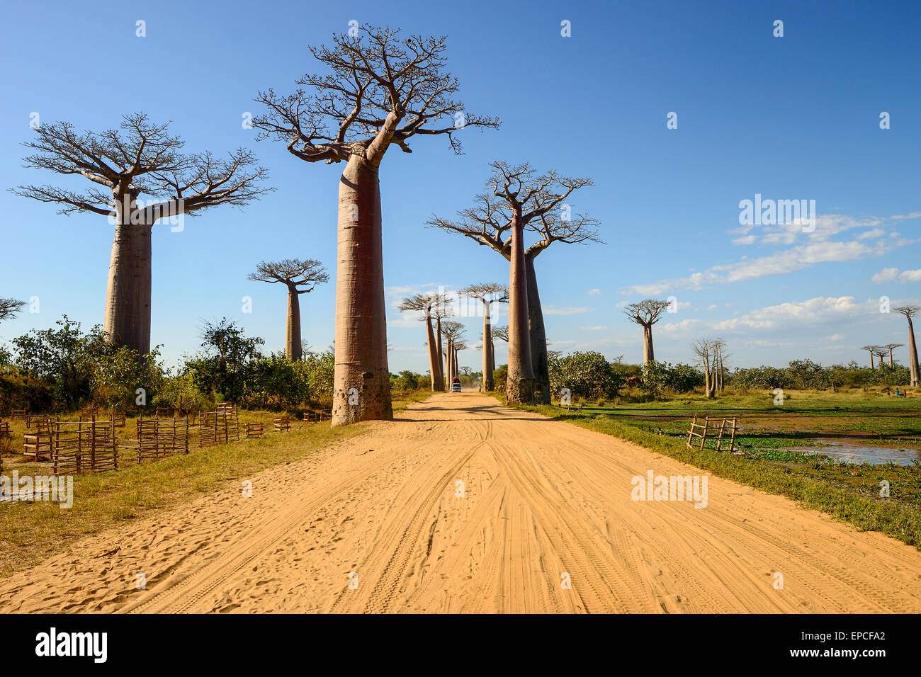 Baobab-Allee, Menabe, Madagaskar Stockfoto
