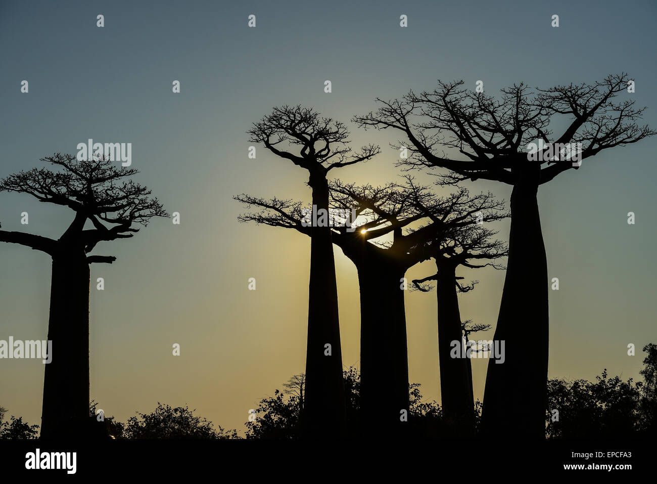 Baobab-Allee, Menabe, Madagaskar Stockfoto