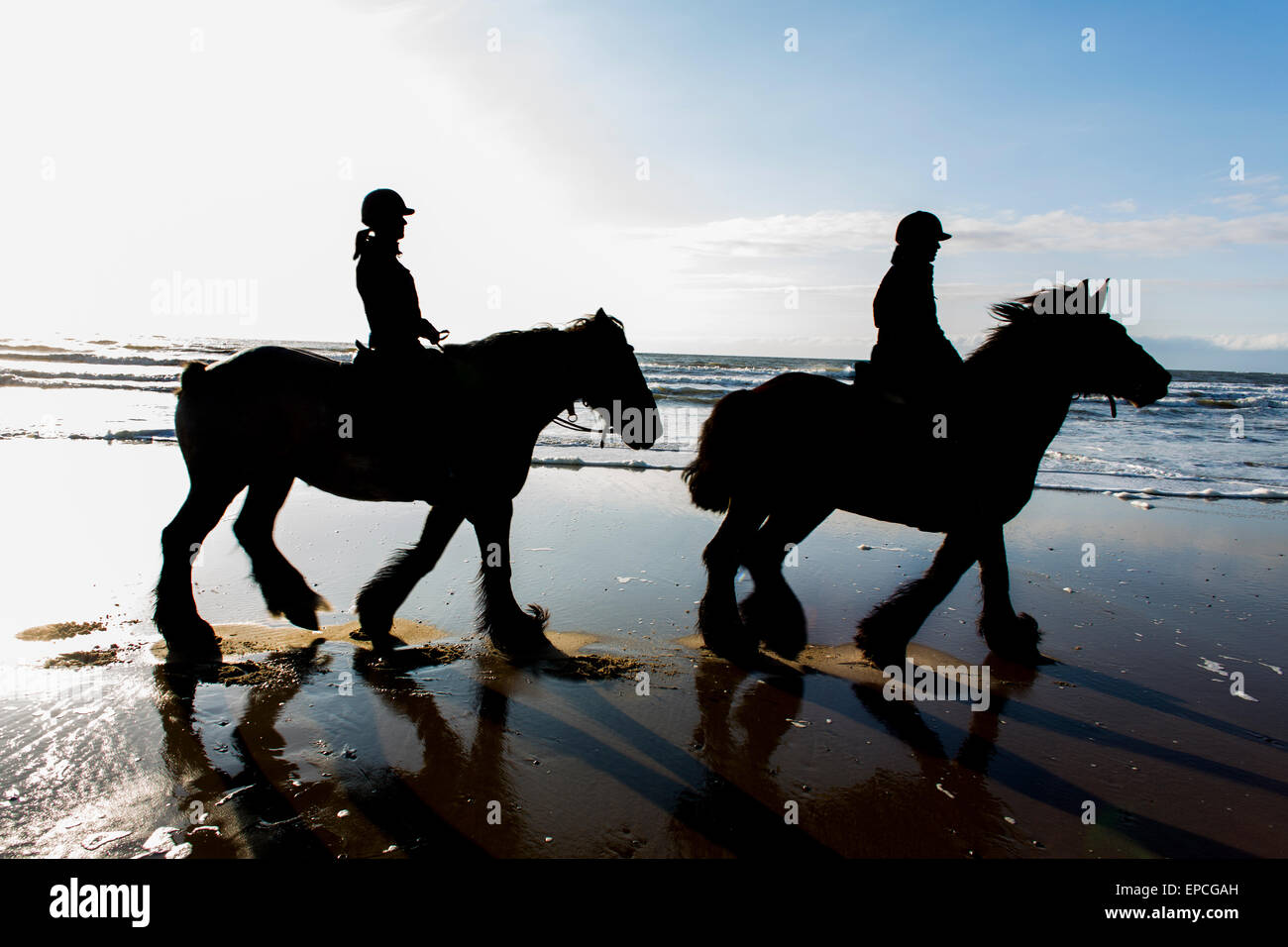 Arbeitspferd am Strand auf der Insel Texel, Holland Stockfoto