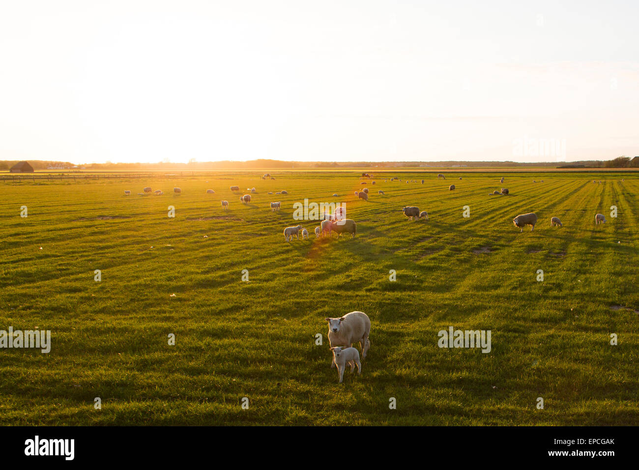 Schafe auf der Insel von Telex, Holland Stockfoto