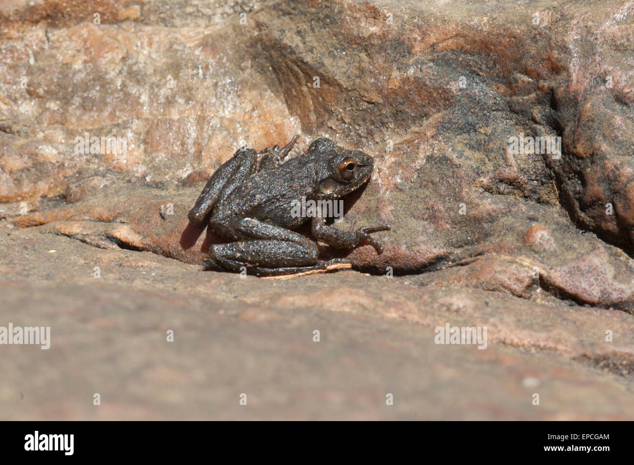 Kleine Toadlet (Uperoleia Micra), Charnley Flussbahnhof, Kimberley, Western Australia Stockfoto