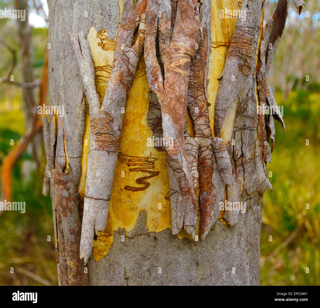 Scribbly Gum (Eucalyptus Racemosa), Barrington Tops Nationalpark, New South Wales, NSW, Australien Stockfoto