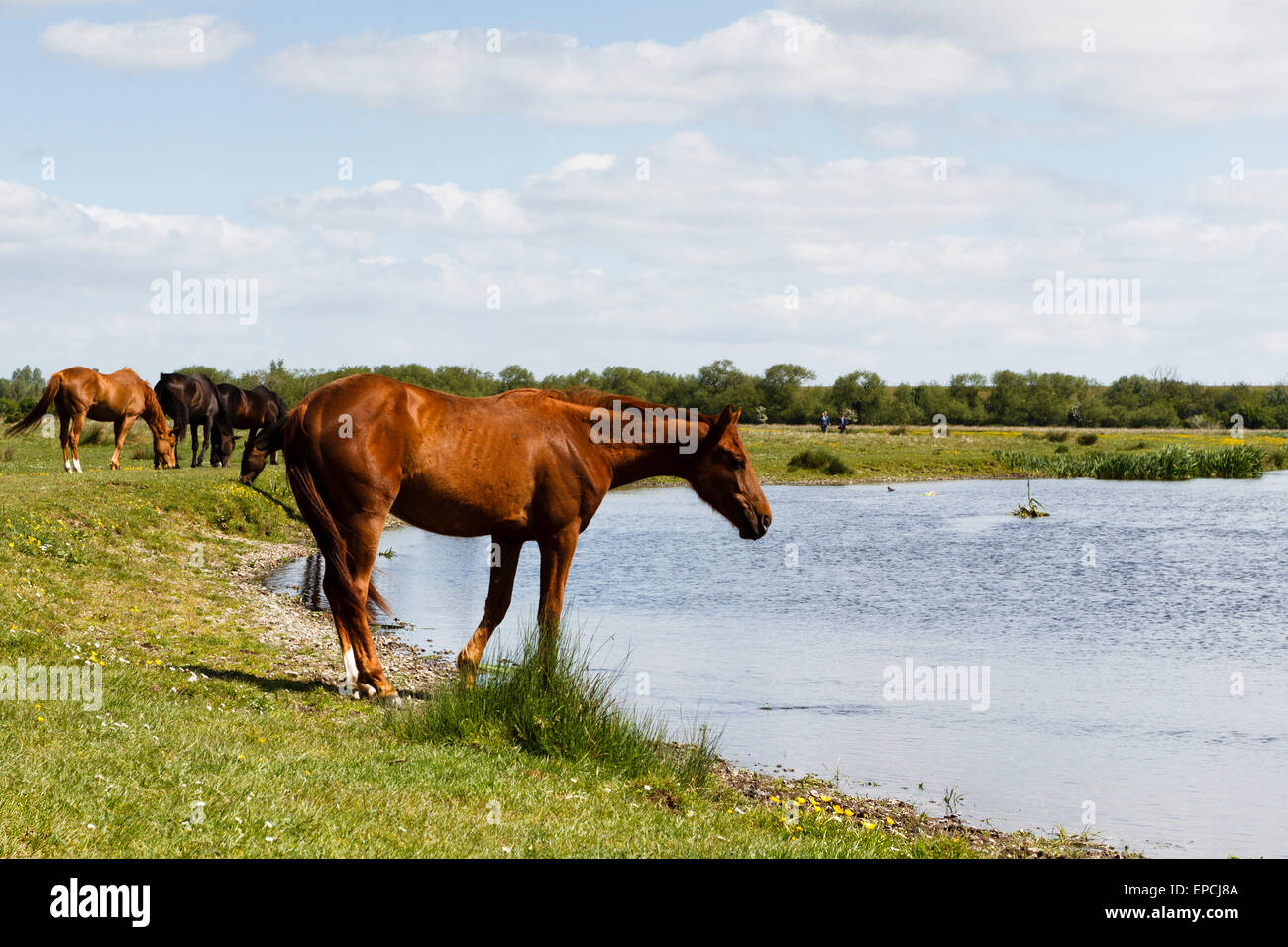 Staines Moor, Surrey, UK. 16. Mai 2015. UK-Wetter.  Pferde am Fluss Colne auf Staines Moor, Surrey, UK Kredit abkühlen: Ed Brown/Alamy Live News Stockfoto