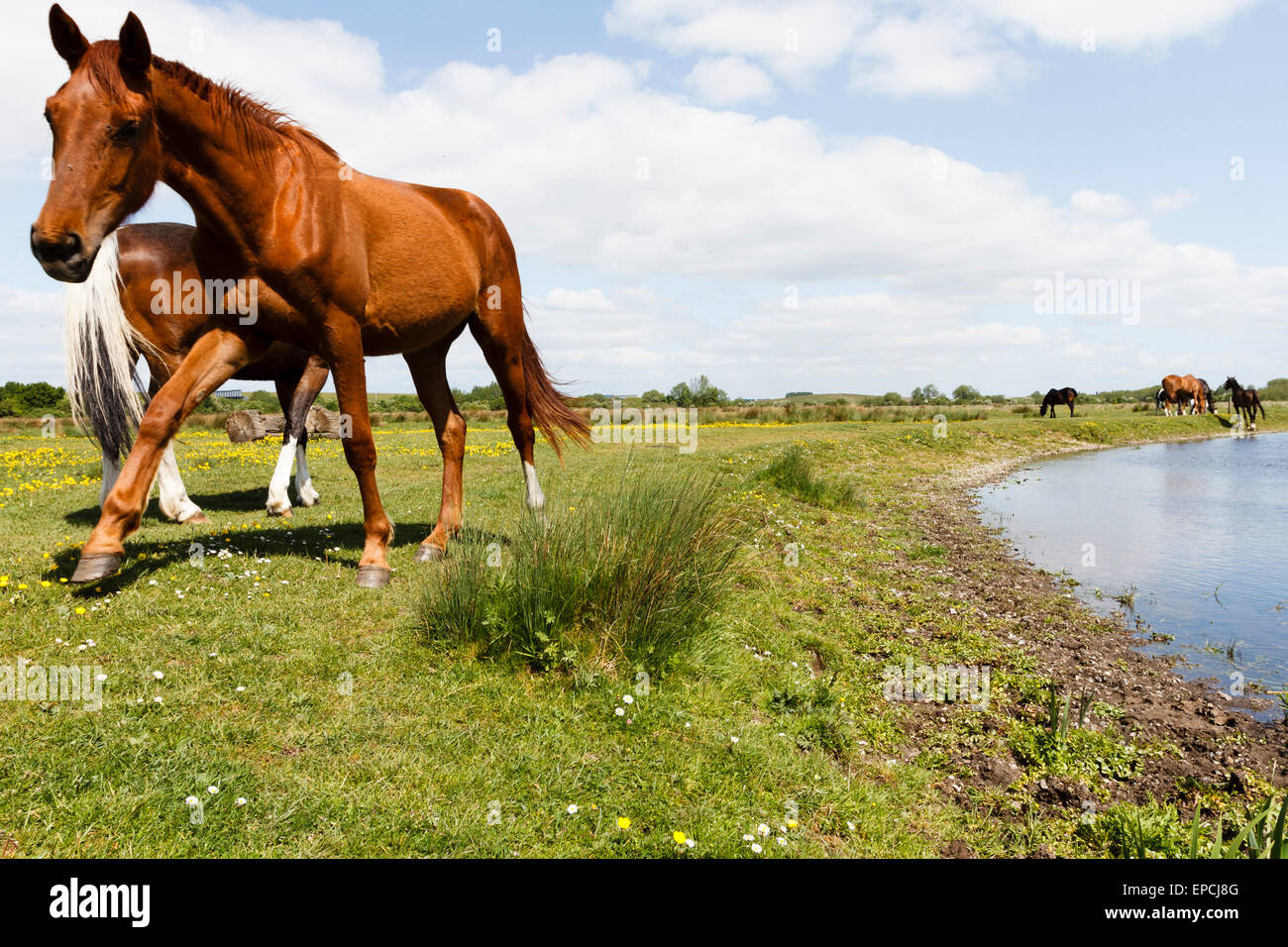 Staines Moor, Surrey, UK. 16. Mai 2015. UK-Wetter.  Pferde am Fluss Colne auf Staines Moor, Surrey, UK Kredit abkühlen: Ed Brown/Alamy Live News Stockfoto