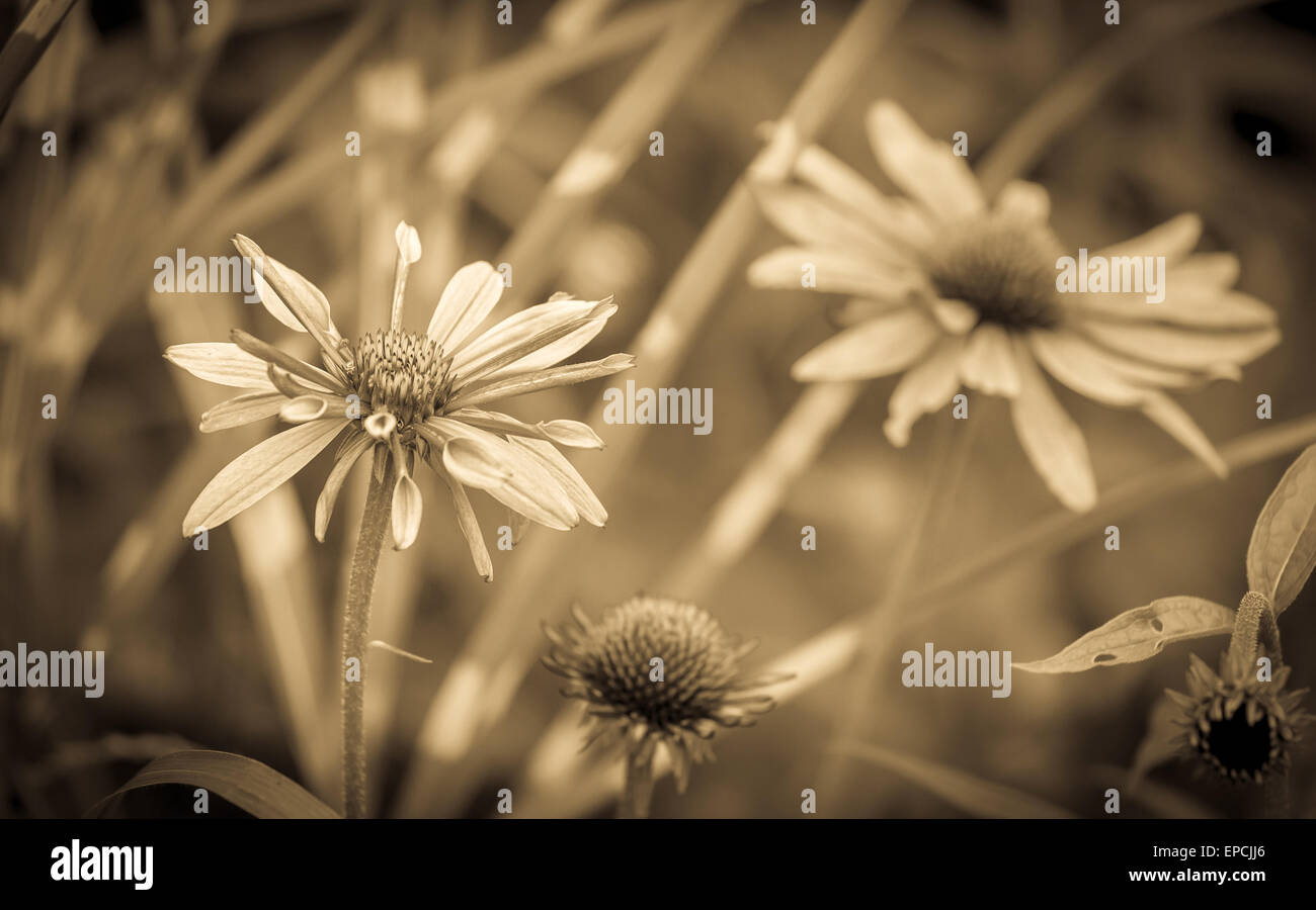 Nahaufnahme von Sepia-Farbton Echinacea Blumen Stockfoto