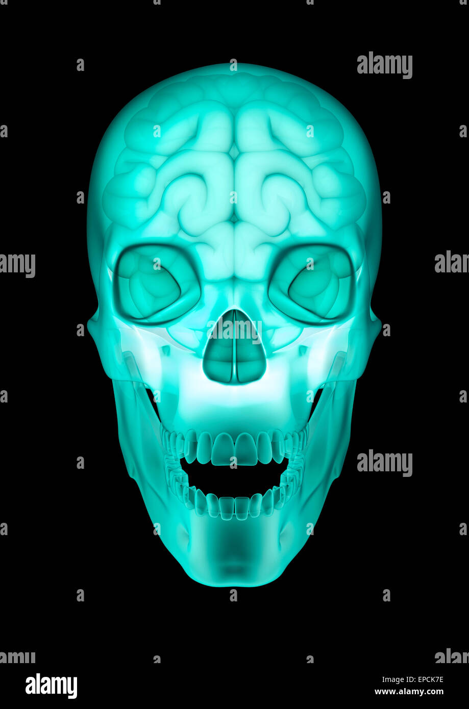 3D Rendern des Gehirns in Röntgen Schädel Stockfoto