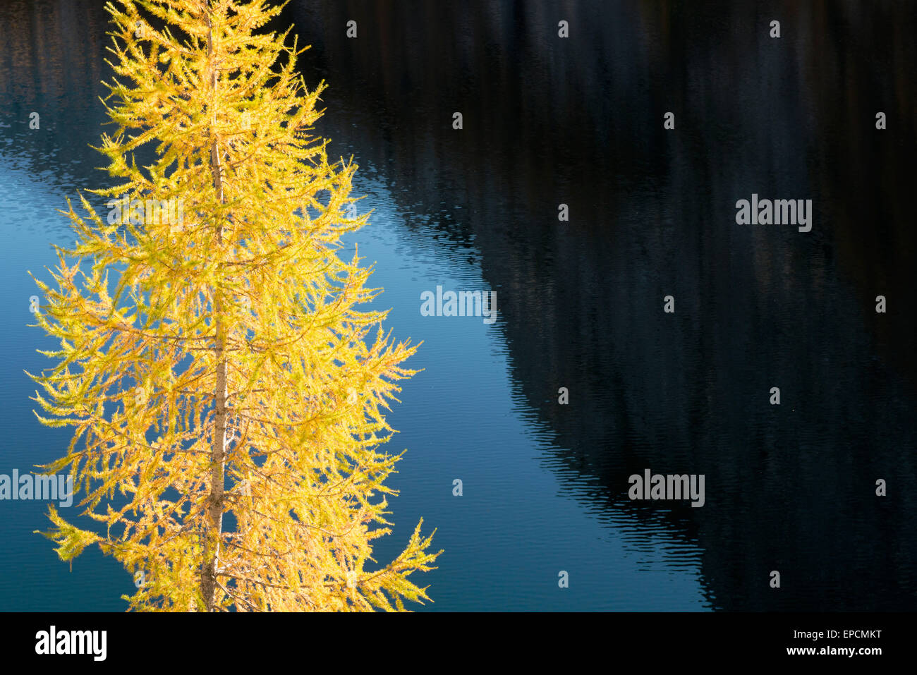 Detail der Herbst gefärbten Lärchen Baum an vorderer Lahngangsee mit dunkelblauen See im Hintergrund, Steiermark, Österreich Stockfoto