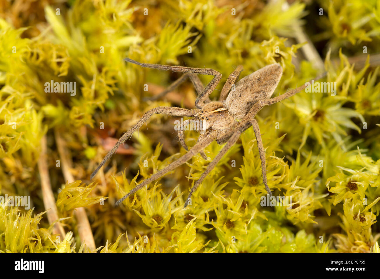 Baumschule Web Spider, Pisaura Mirabilis, eine Jagd Spinne.  Cumbria Stockfoto