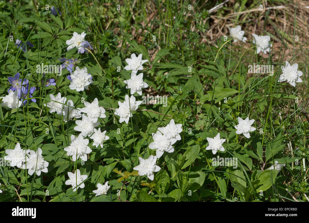White Wood Anemone Blumen (Anemone Nemorosa) Closeup mit grünen Blättern. Stockfoto