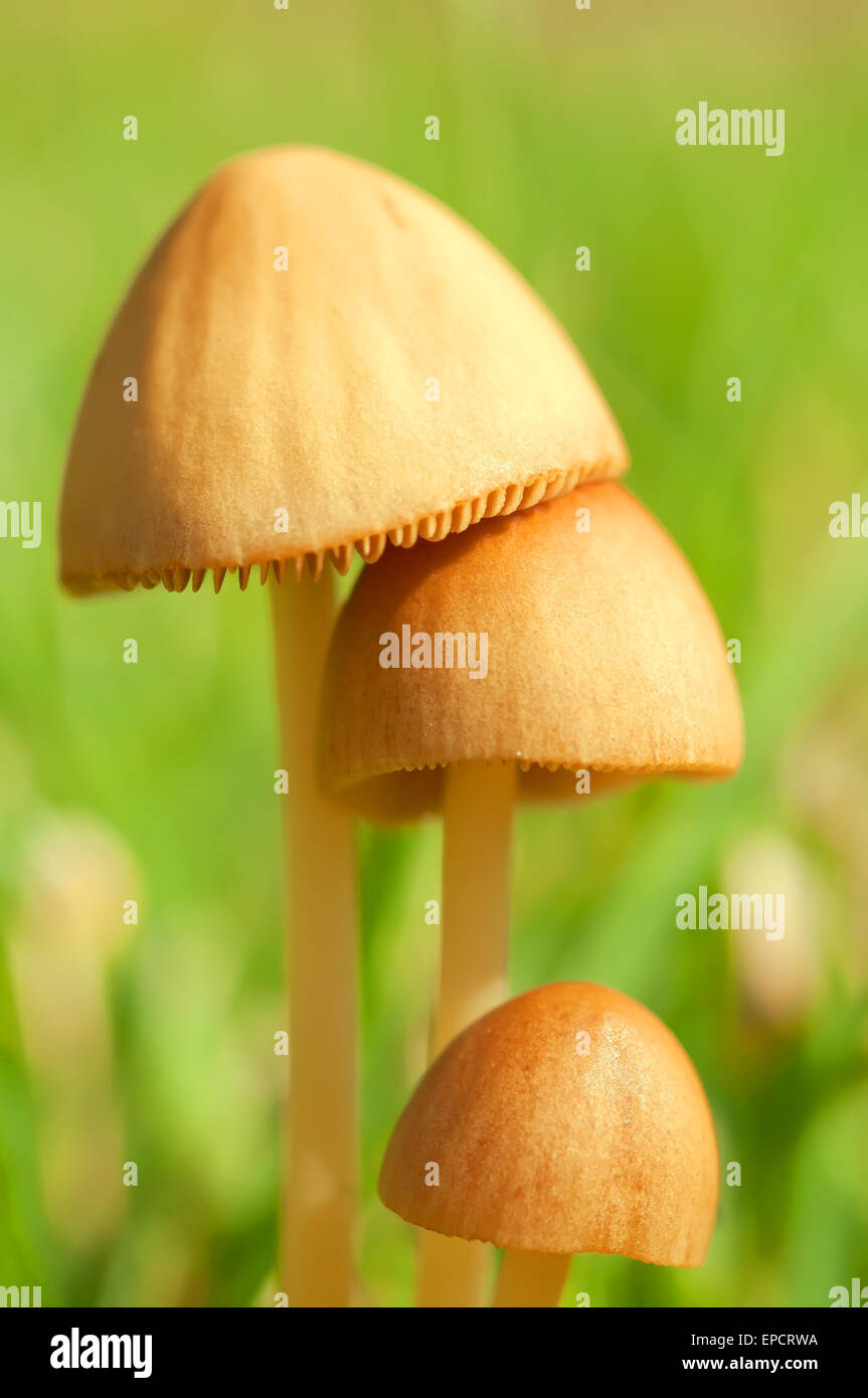 Pilze-close-up auf grünem Hintergrund jedoch unscharf. Gruppe Stockfoto