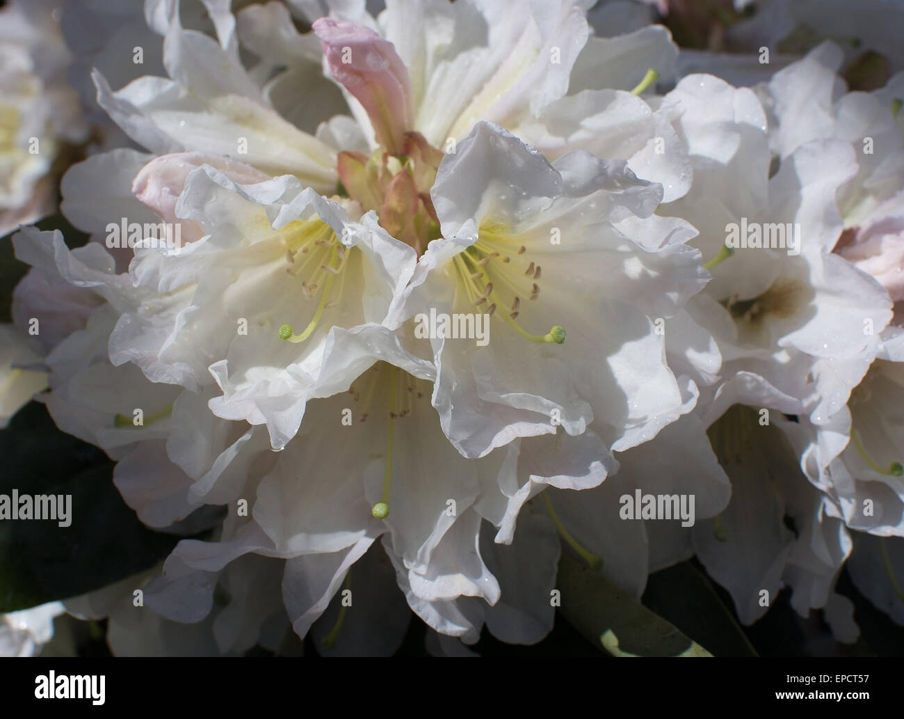 Weiße Rhododendron Blüte Nahaufnahme mit Blütenblättern und Stempel im Mai. Stockfoto