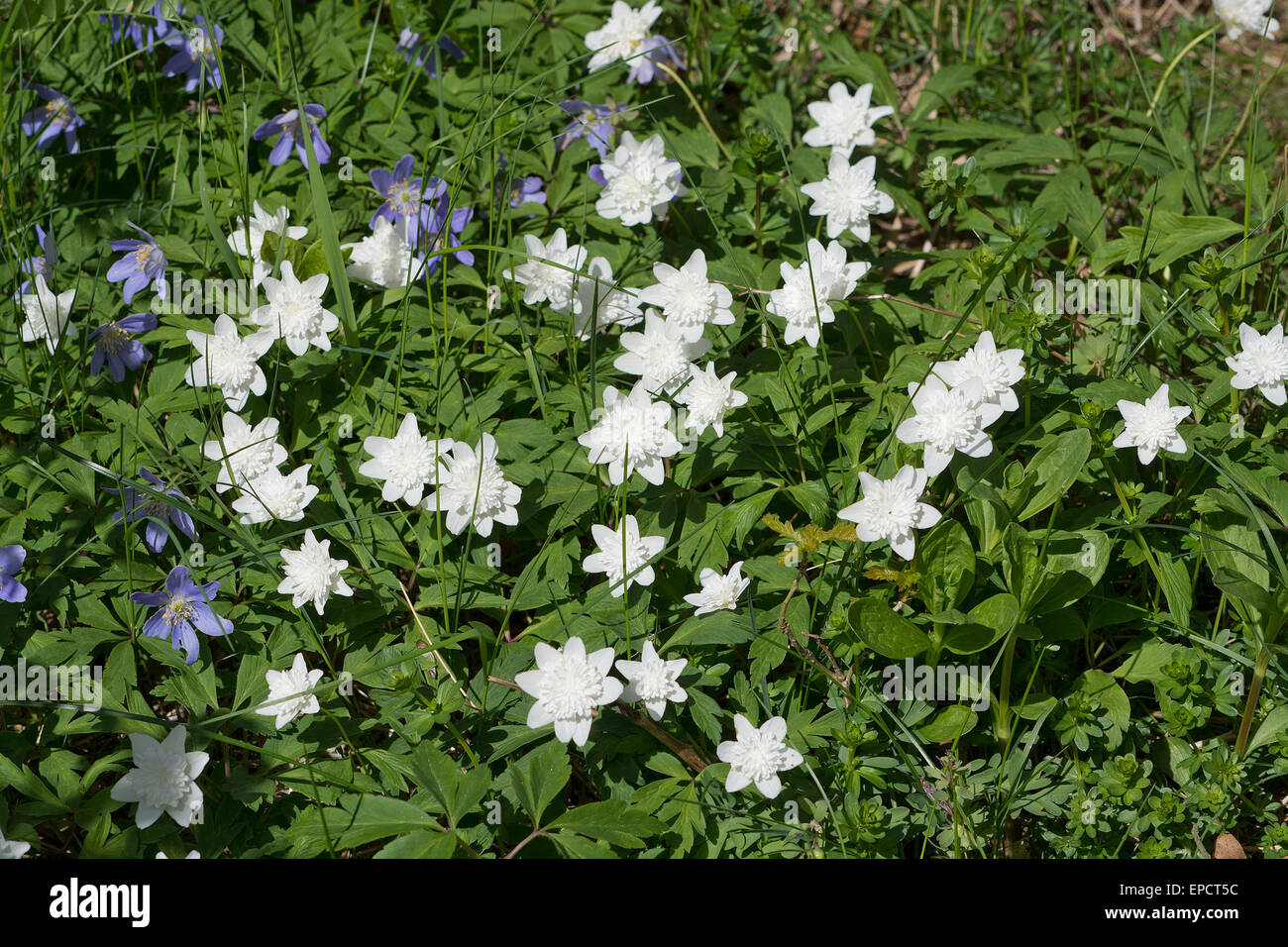 White Wood Anemone Blumen (Anemone Nemorosa) Closeup mit grünen Blättern. Stockfoto