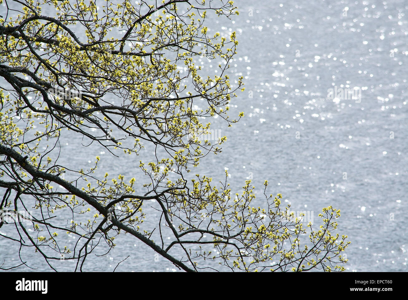 Frühling Baum Zweige Hintergrund mit glitzernden See Textfreiraum. Stockfoto