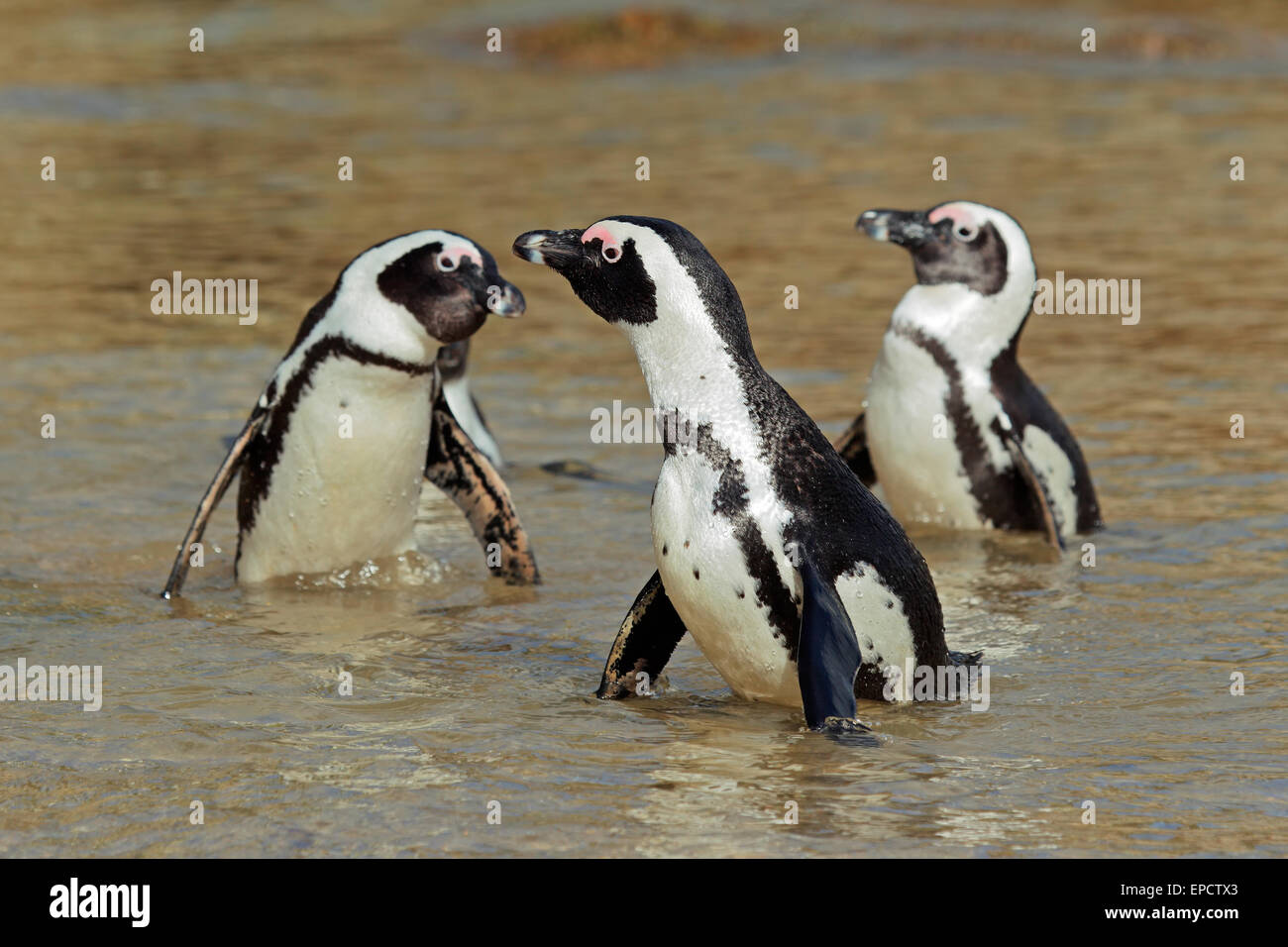 Afrikanische Pinguine (Spheniscus Demersus) im flachen Wasser, Western Cape, Südafrika Stockfoto