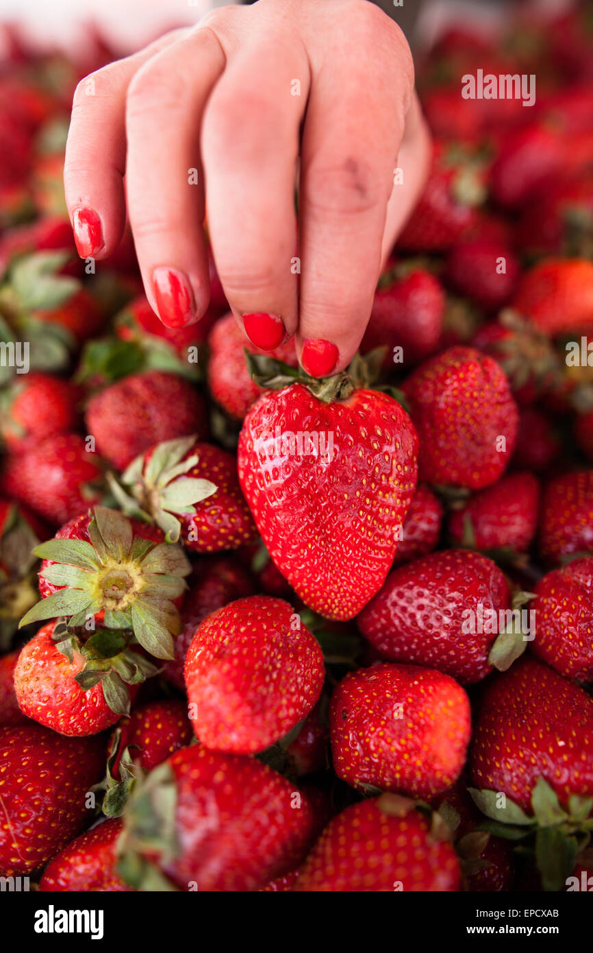 Frisch, reif und lecker Erdbeeren Stockfoto