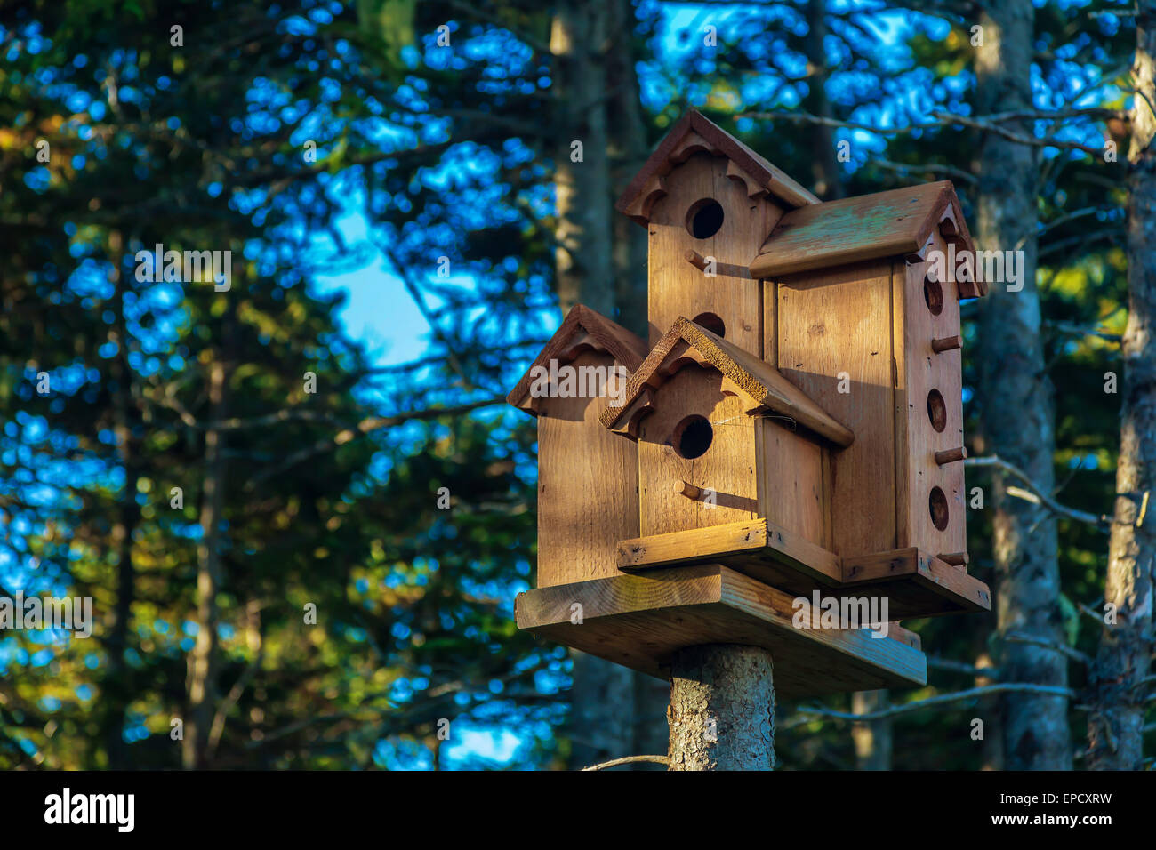 Eine Sammlung von rustikalen Holz Vogelhäuschen auf einem Baum in einem Fichtenwald. Stockfoto