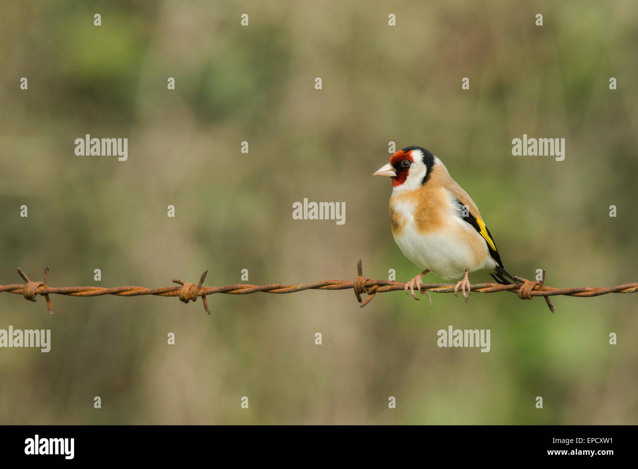 Erwachsenen Stieglitz setzte sich auf einen Stacheldrahtzaun. Stockfoto