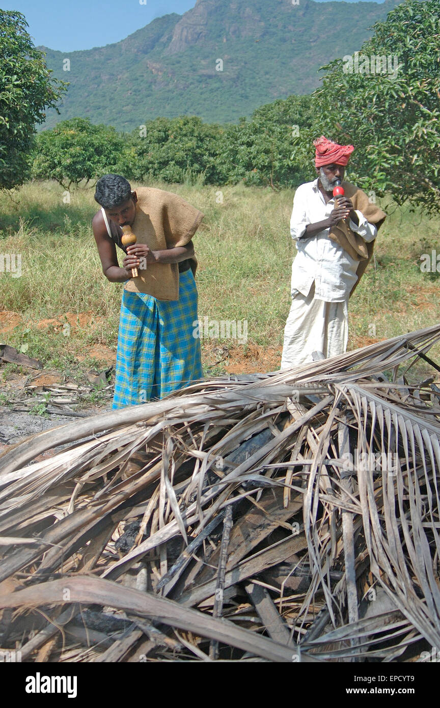 TIRUNELVELI, TAMIL NADU, Indien, 28. Februar 2009: Indische Männer Schlag Pfeifen um Schlangen, versteckt in Haufen Kokosnussblättern anzuziehen Stockfoto