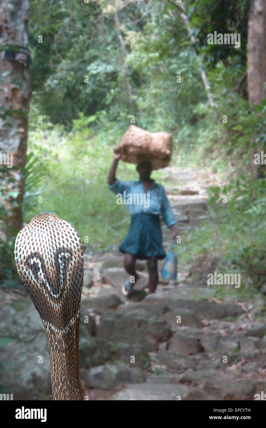 Erwachsenen Kobra, Naja Naja, erwartet Opfer, Tamil Nadu, Südindien Stockfoto