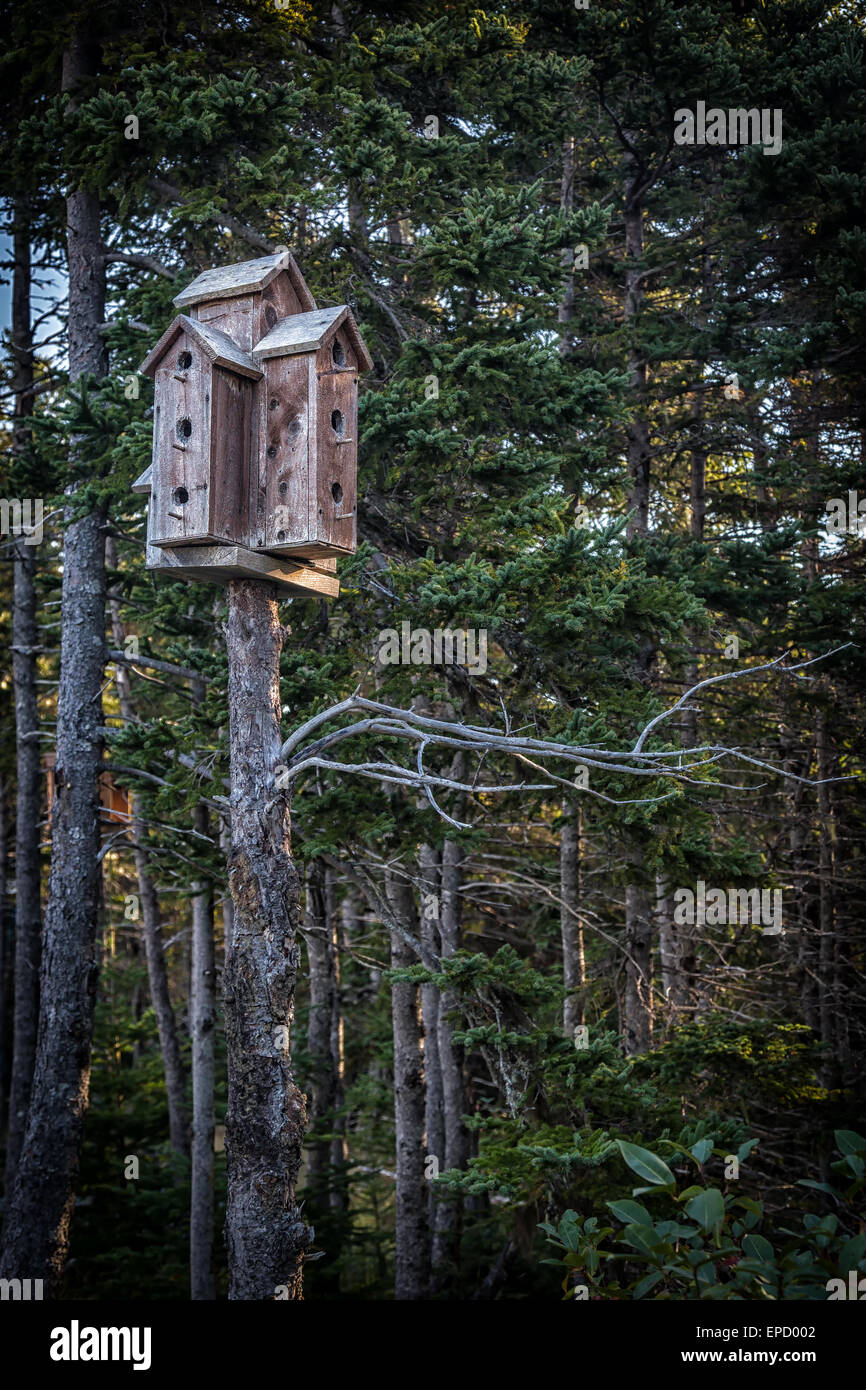 Eine Sammlung von rustikalen Holz Vogelhäuschen auf einem Baum in einem Fichtenwald. Stockfoto