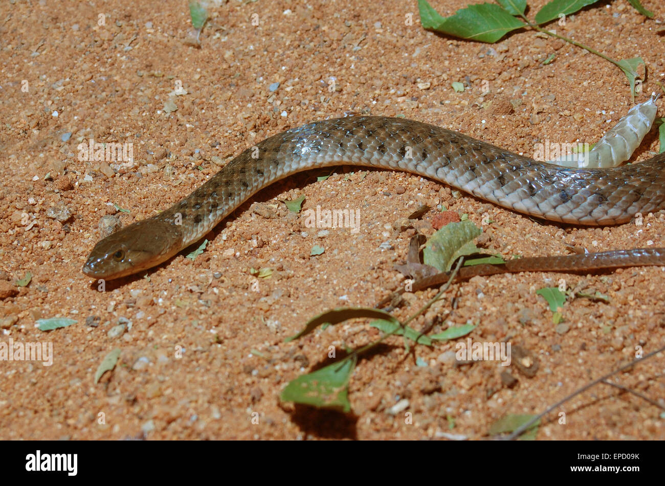 Erwachsenen Kobra, Naja Naja, Tamil Nadu, Südindien Stockfoto
