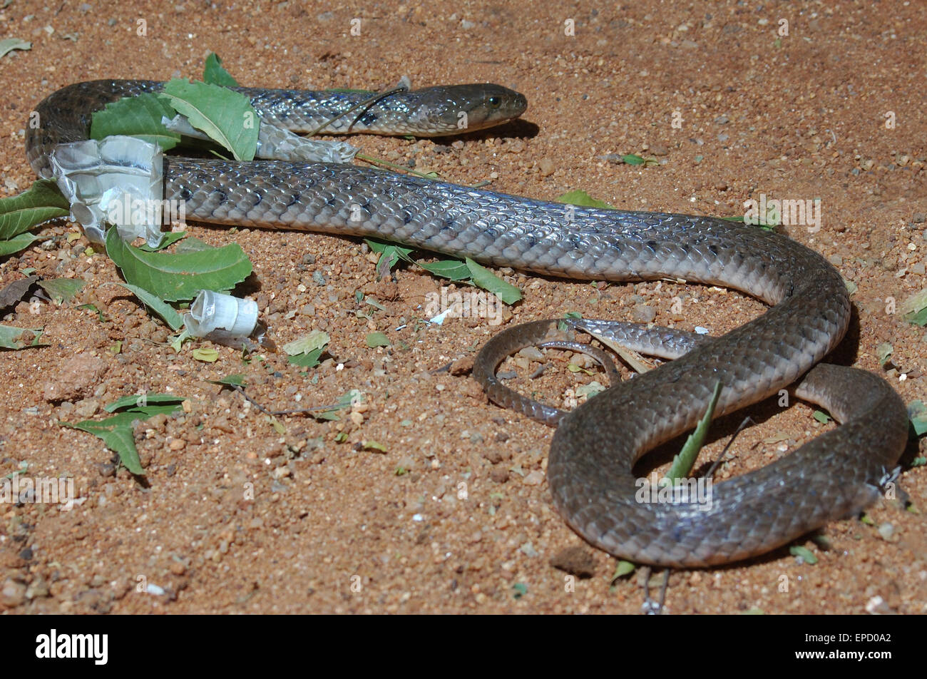 Erwachsenen Kobra, Naja Naja, wirft seine Haut in Tamil Nadu, Südindien Stockfoto
