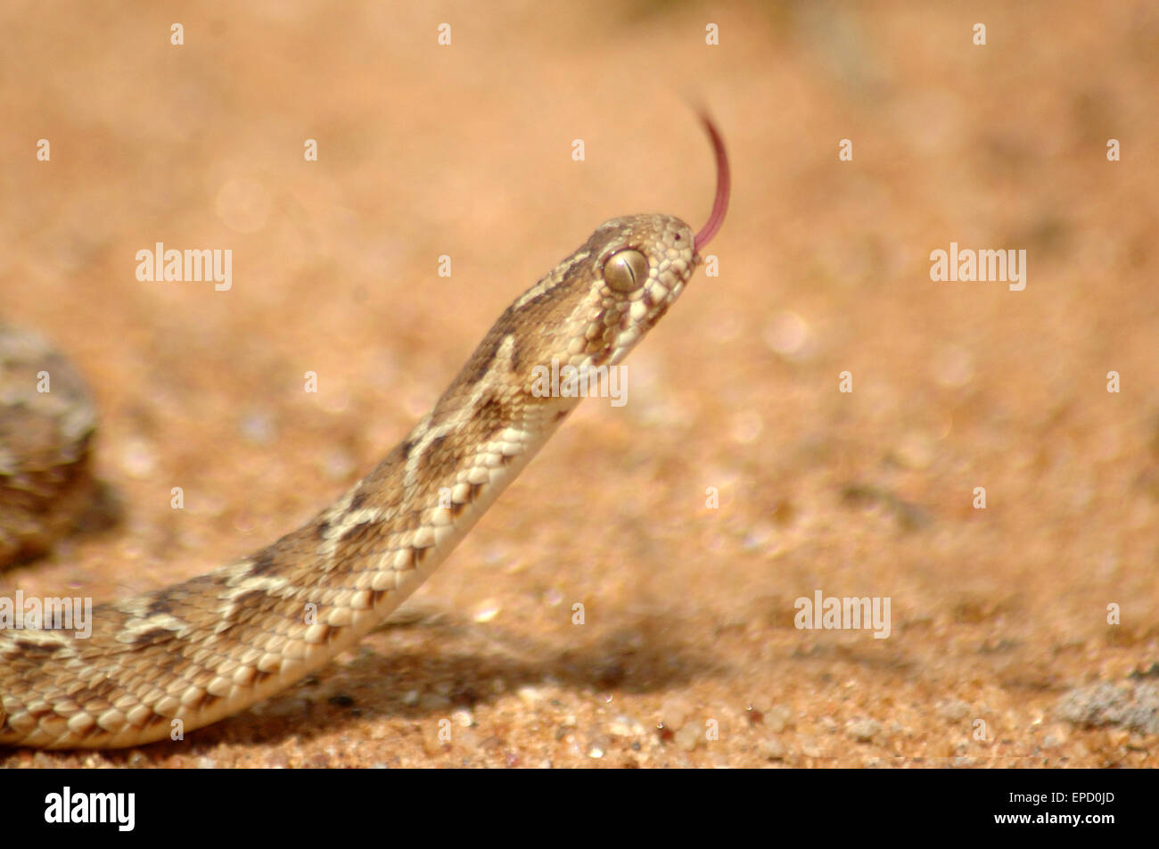 Junge Säge skaliert Viper, Echis Carinatus, Tamil Nadu, South India189 Stockfoto