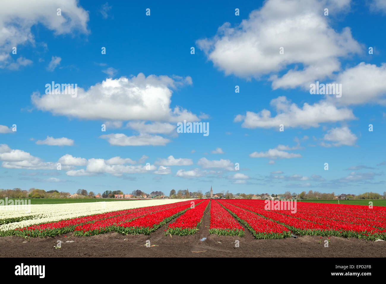 rote und weiße Tulpe und blauer Himmel, Nordholland, Niederlande Stockfoto