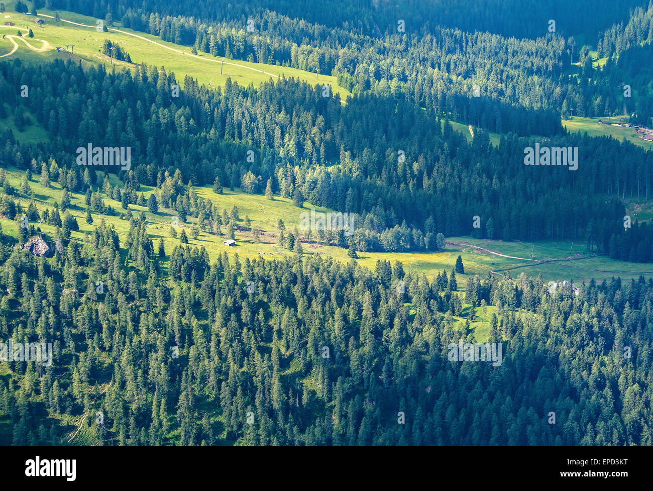 Luftbild von Wiesen und Wald in den Dolomiten, Trentino, Italien Stockfoto