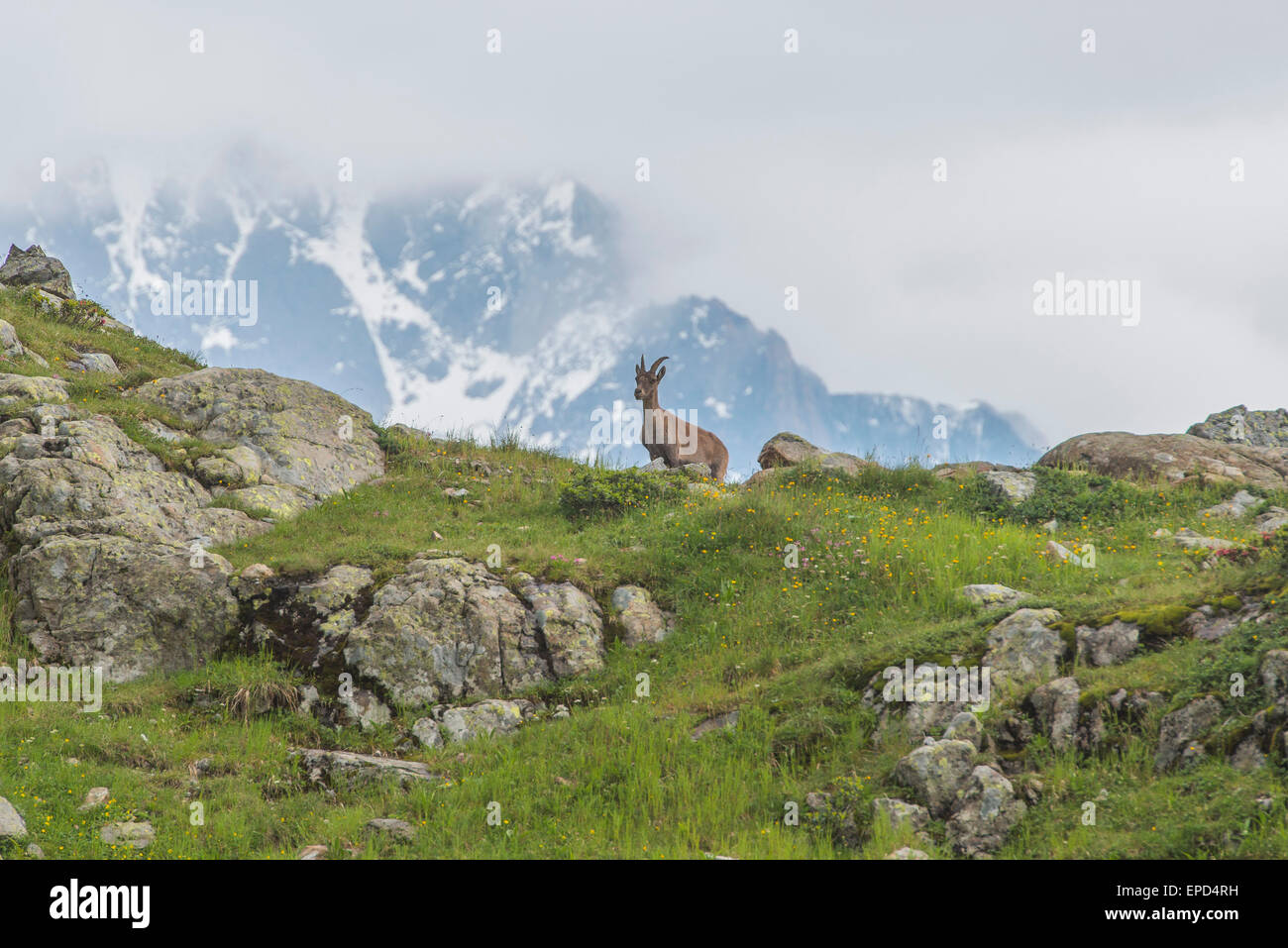 Steinböcke in den Wiesen, Französische Alpen, Frankreich Stockfoto