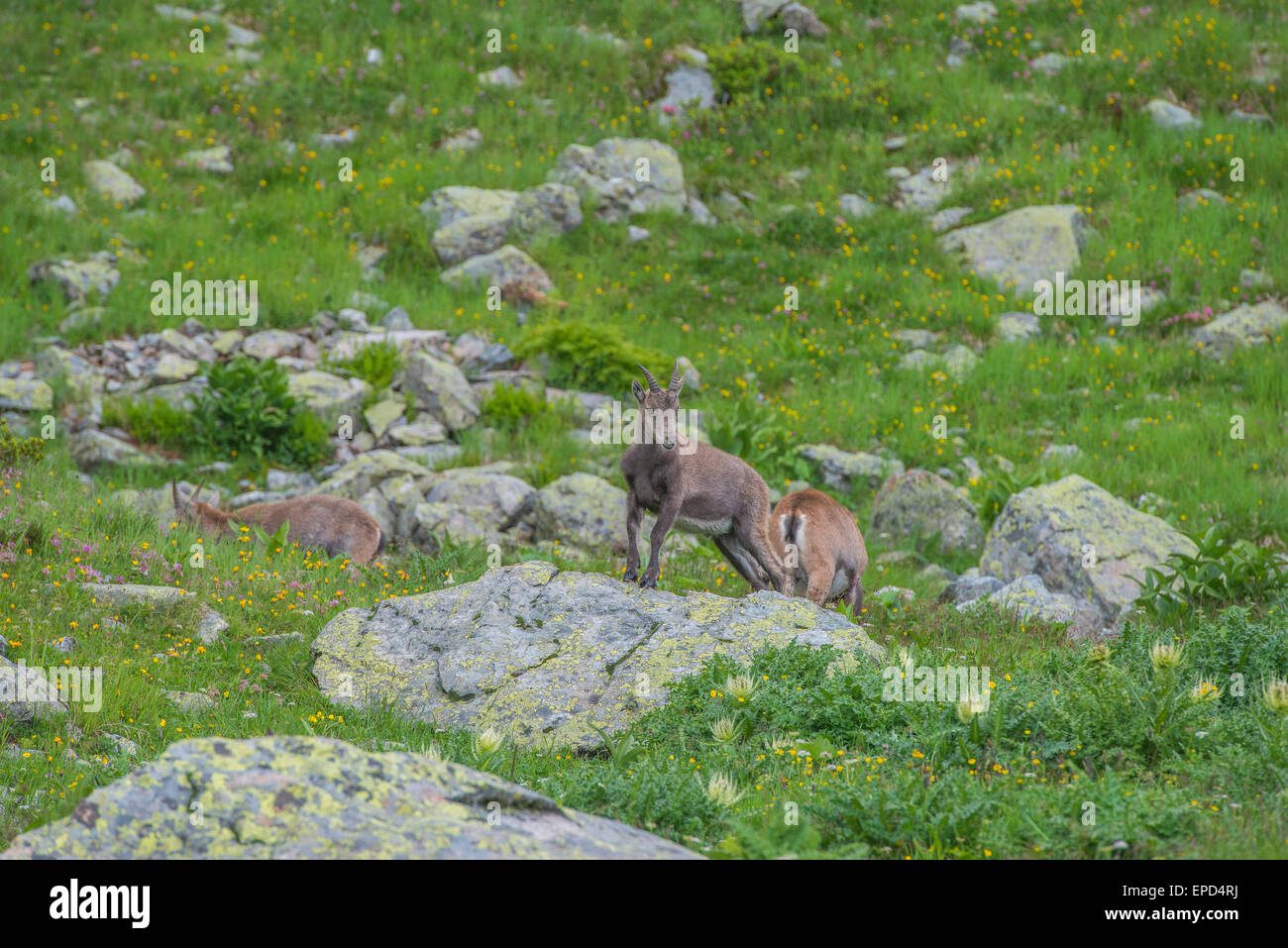 Steinböcke in den Wiesen, Französische Alpen, Frankreich Stockfoto
