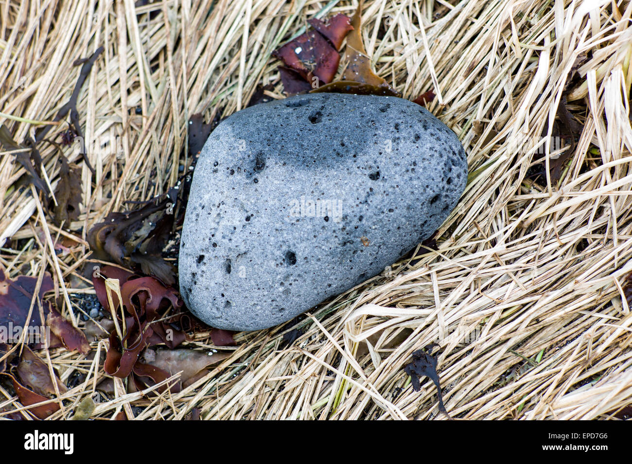 Ein Fels unter getrocknete Gräser und Seweed. Stockfoto