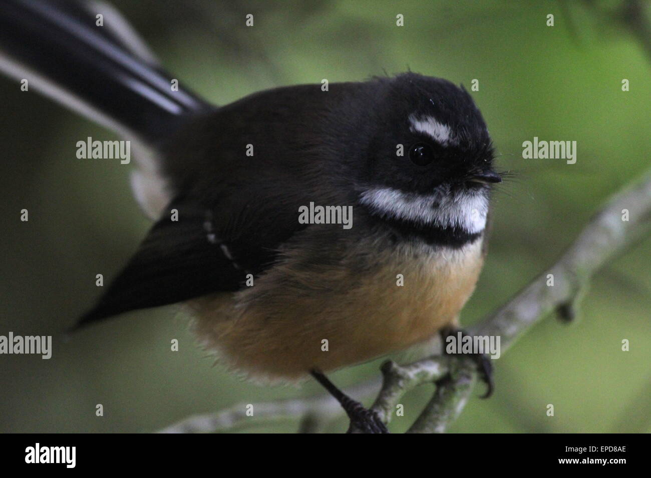 Nahaufnahme eines native New Zealand Vogels, Fantail Stockfoto